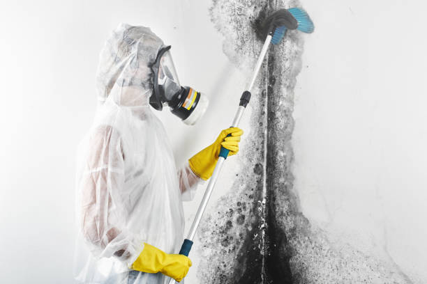 Best Environmental Consulting for Mold Prevention  in El Paso De Robles, CA