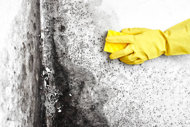 Reliable El Paso De Robles, CA Mold Removal Solutions