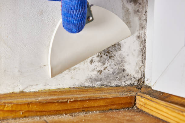 Best Forensic Mold Investigation  in El Paso De Robles, CA