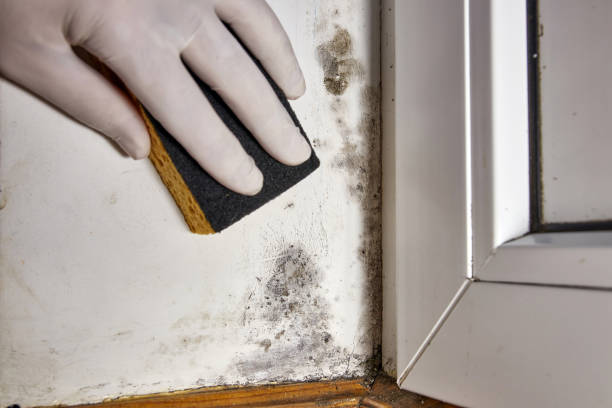 Mold Odor Removal Services in El Paso De Robles, CA