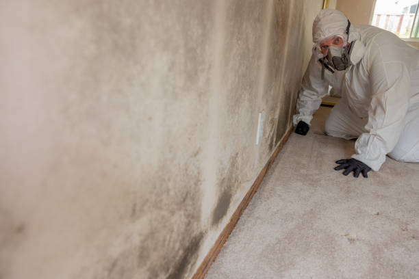 Mold Remediation for Rental Properties in El Paso De Robles, CA